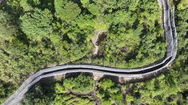 梅花山华南虎繁育野化训练基地